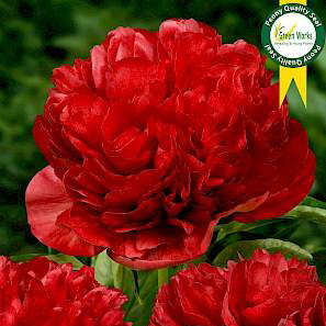 Paeonia Lac. Eliza Lundy