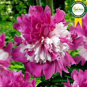 Paeonia Lac. Celebrity