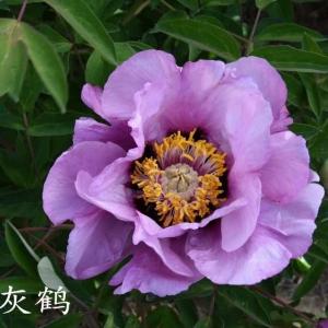 Paeonia Roc. Hui He