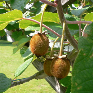 Actinidia Chinensis Jenny Zwitter