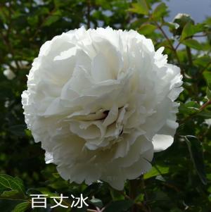 Paeonia Roc. Bai Zhang Bing