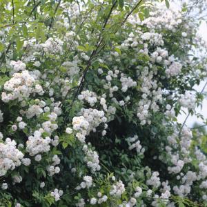 Pauls Himalayan Musk XL