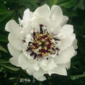 Paeonia Roc. Yu Shi Zi