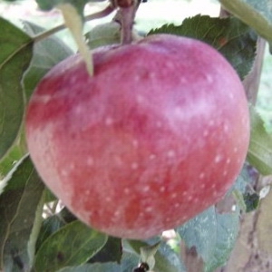 JERNÄPPLE