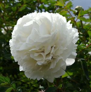 Paeonia Officinalis Alba Plena