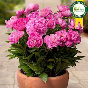 Patio Peony™ Rome