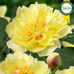 Paeonia Itoh Bartzella