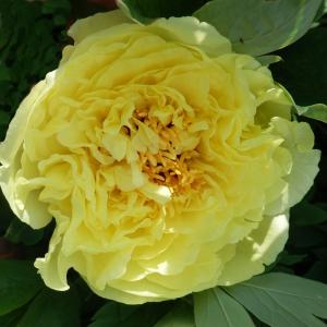 Paeonia Lutea Hybrid Alice Harding