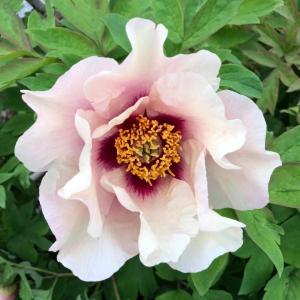 PAEONIA LUTEA HYBRID MARCHIONESS