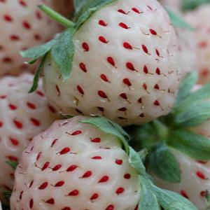 Jordgubbar Pineberry