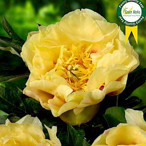 Paeonia Itoh Prairie Charm