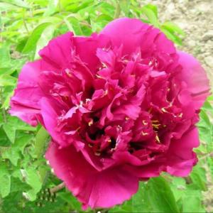 Paeonia Roc. Zi Lou Xiang Jin