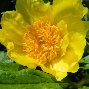 PAEONIA LUTÉA VAR.LUDLOWII