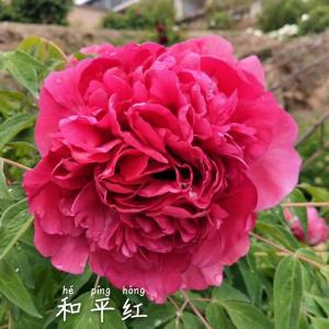 Paeonia Roc. He Ping Hong