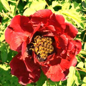 PAEONIA LUTEA HYBRID ICARUS