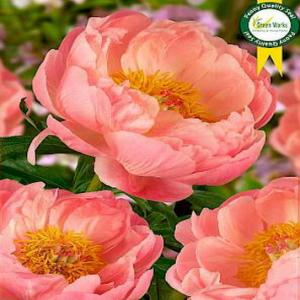 Paeonia Hybrid Coral Charm