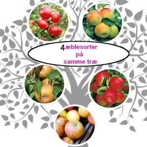 FAMILJETRÄD ÄPPLE 4 sorter Combi 6