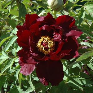 Paeonia Suffruticosa Red/Mørk