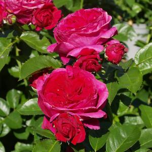 Kaffe Fassett Rose®