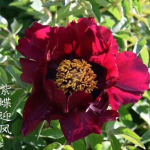 Paeonia Roc. Zi Die Ying Feng