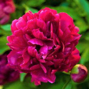 Paeonia Officinalis Rubra Plena