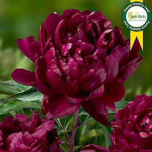 Paeonia Lac. Cherry Hill