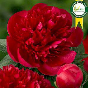 Paeonia Lac. Diana Parks 