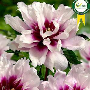 Paeonia Itoh Cora Louise