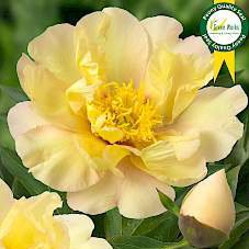 Paeonia Itoh Lemon Dream