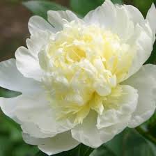 Paeonia Lac. Laura Dessert