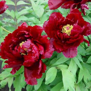 Paeonia Suffruticosa Röd