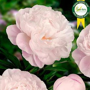 Paeonia Lac. Gardenia