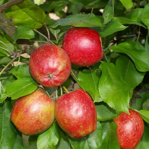 ELDRÖTT DUVÄPPLE