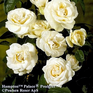 Hampton Palace™