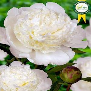 Paeonia Lac. Bowl Of Cream