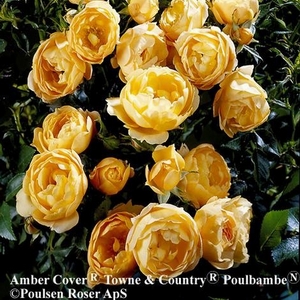 Amber Cover™