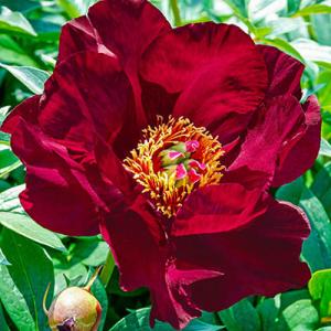 Paeonia Itoh Scarlet Heaven