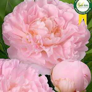 Paeonia Lac. Albert Crousse