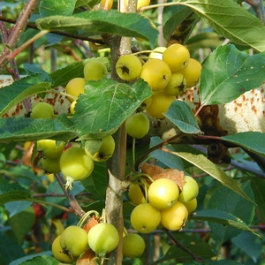 Malus GOLDEN HORNET SCH  Vinterpot