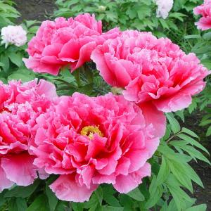 Paeonia Suffruticosa  Pink