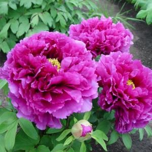 Paeonia Suffruticosa Purpur