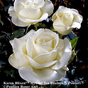 Karen Blixen™  80 cm stamme
