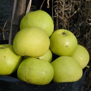 CITRON ÄPPLE 1 år 0/2 sidogrenar