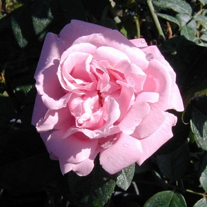Gerbe Rose
