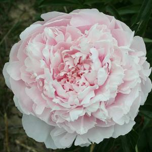 Paeonia Lac. Alice Harding