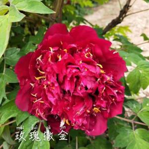 Paeonia Roc. Mei Gui Sa Jin