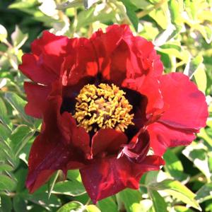 PAEONIA LUTEA HYBRID DAEDALUS