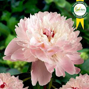 Paeonia Lac. Alertie