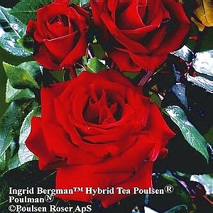 Ingrid Bergman™  80 cm stamme