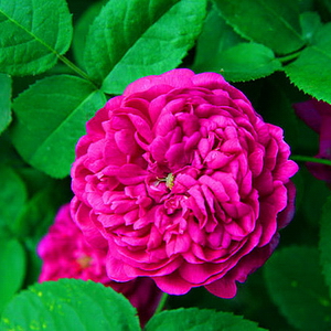 Rose de Rescht  80 cm stamme
